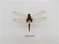 藏品(黃紉蜻蜓)的圖片